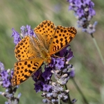 Queen of Spain fritillary (Isoria lathonia) ♀