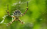 Insects and Spiders portfolio