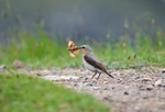 Northern Wheatear
