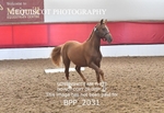 BPP_2031