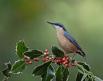 Nuthatch - Sitta europaea