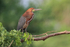 Adult Rufescent Tiger-Heron, Pantanal, Brazil
