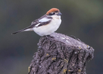 Woodchat Shrike.
