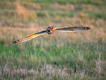 Short-eared Owl