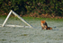 Red Fox