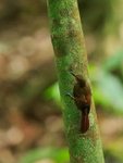 Tawny-winged Woodcreeper portfolio