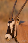 Gemsbok portrait