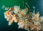 Marine life clings to promontory of ship wreck 2