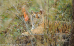 Tigress waiting for the male.
