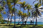 Through the palms at Industry Bay