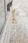 Polar Bear standing by tundra buggy, Churchill, Canada
