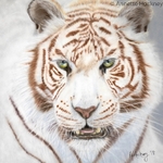 Narnia the White Bengal Tiger