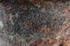 Aurelia aurita (scyphistoma)
