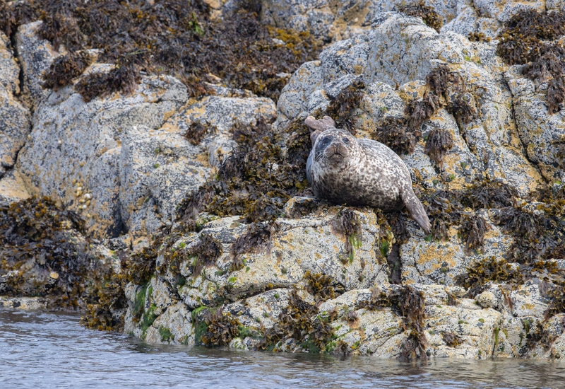 Common Seal - Isle of Skye - Scotland