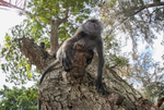 Wide angle photography of a Silver leaf monkey in Malaysia.