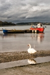 Swan at Pinmill - Suffolk