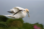 Gannet