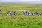 Barnacle Geese