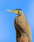 Bare-throated Tiger-Heron close-up, Sierpe River, Costa Rica