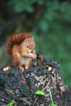 Red Squirrel