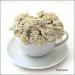 Yarrow