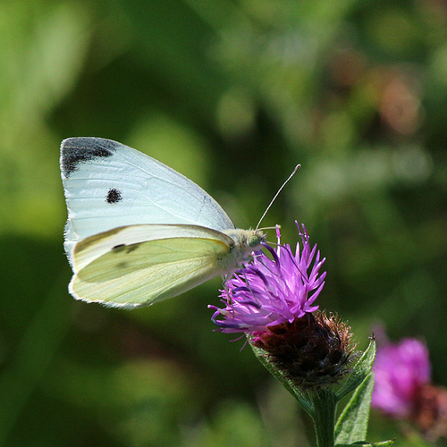 Cabbage White butterfly feeding on knapweed.