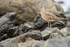 Whimbrel, Chanaral de Aceituno, Chile