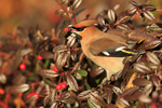 Waxwing portfolio