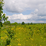 Young trees growing in the National Forest