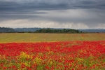 Poppies  Canola Gaunts Common