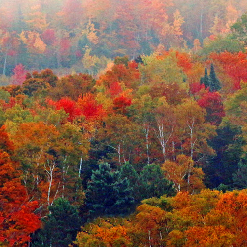 A church steeple shows well amid early autumn color