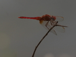P1045931
