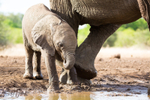 Elephant Baby 33