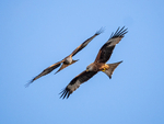 Red Kite