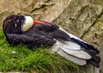 Andean Condor