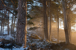 Wild Caledonia