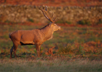 Red Deer