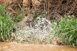 Jaguar Marcela surprises Caiman in unsuccessful attack, Pantanal