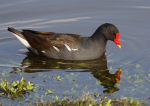 Moorhen