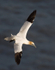 Gannet Turning
