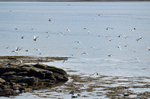 Arctic Terns