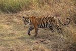 Tiger emerges from long grass, Panna Reserve, Madhyra Pradesh, India
