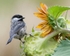 Black-capped Chickadee eyeing a sunflower