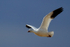 Adult Snow Goose in flight, Bosque del Apache, New Mexico