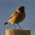 Stonechat (male) on fence post