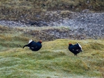Black Grouse