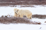 Polar Bear bitten on head during sparring with another, Churchill