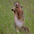 Brown Hare