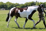 SIAL4166