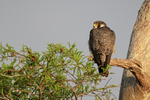 Peregrine Falcon, Middleton's Fish Camp, Blue Cypress Lake, Florida